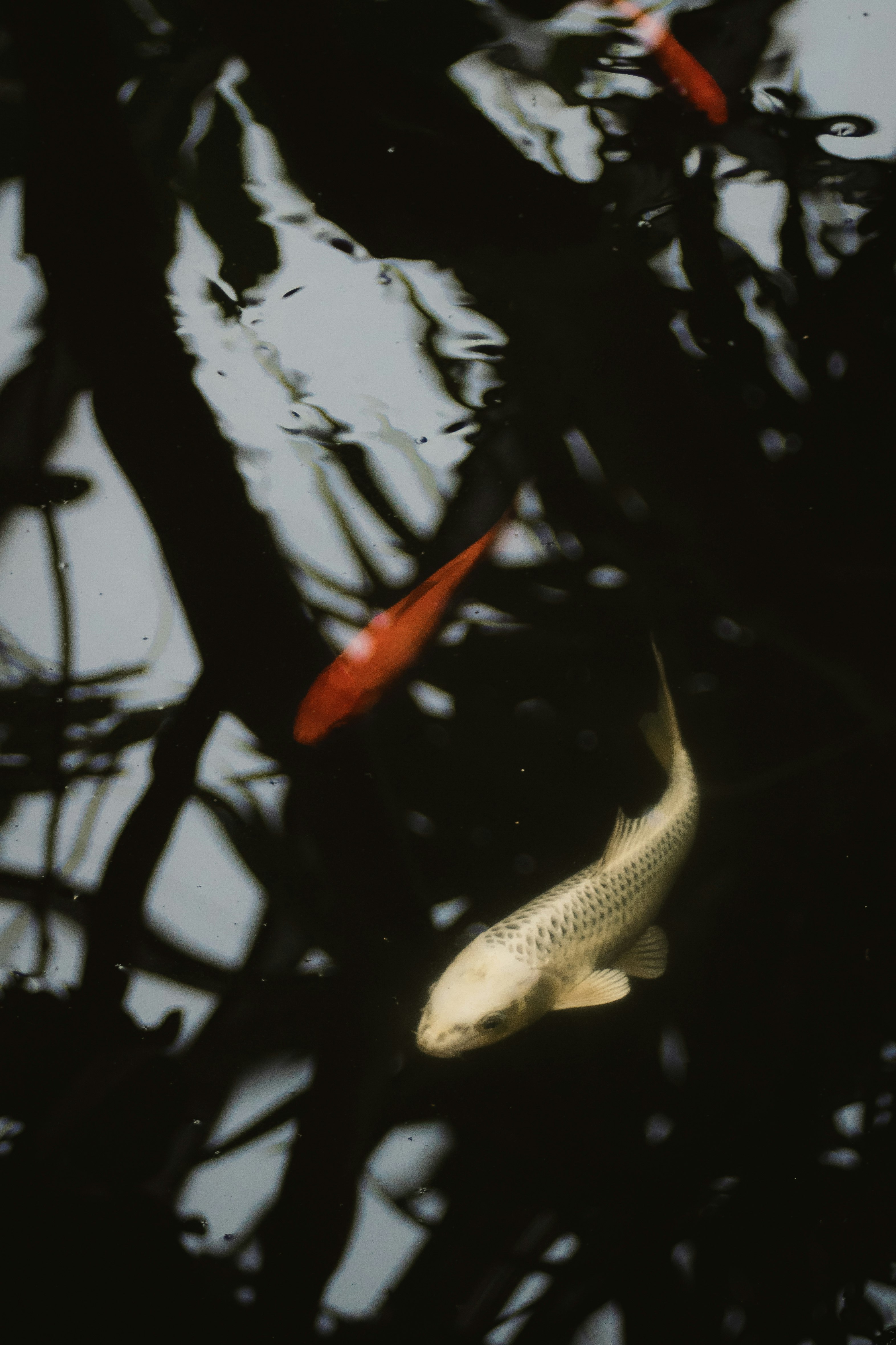 two orange and gray fish